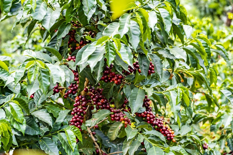 Plantação de café