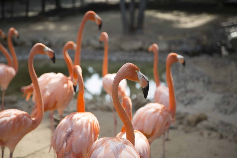 Animais no Zoológico de Barranquilla