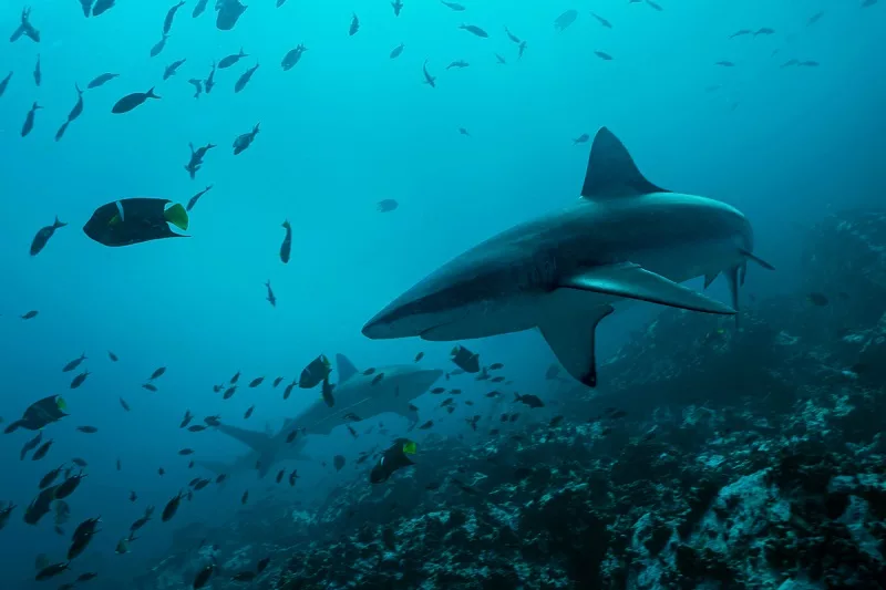 Fundo do mar na Ilha de Malpelo na Colômbia