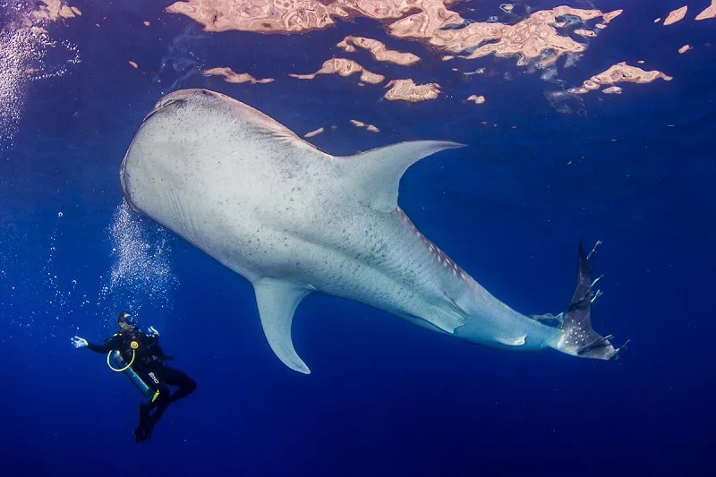 Mergulhador na Ilha de Malpelo na Colômbia