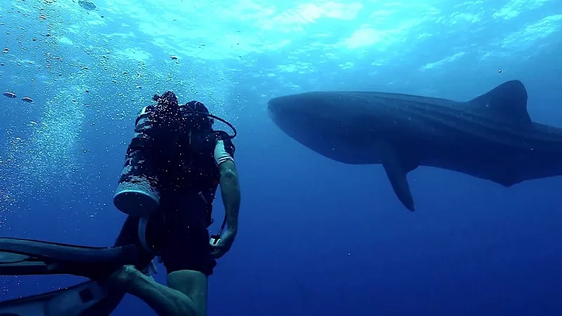 Mergulho na Ilha de Malpelo na Colômbia