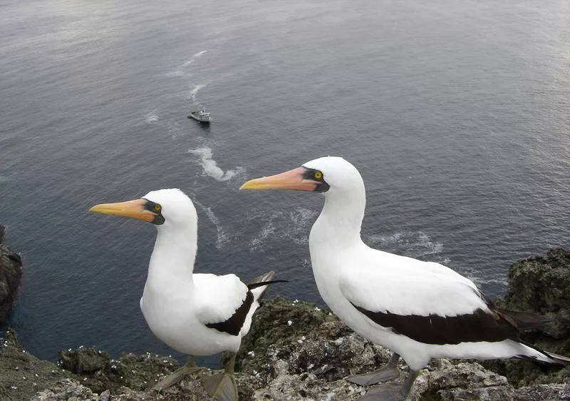 Pássaros na Ilha de Malpelo na Colômbia